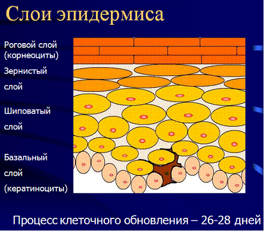 Ответы на часто задаваемые вопросы про укладку ламината Механизмом кратковременной памяти является ревербация электрической